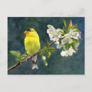 Goldfinch and Cherry Blossoms Postkarte