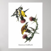 Goldfinch, Audubon Poster (Vorne)
