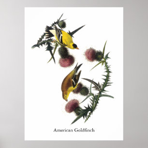 Goldfinch, Audubon Poster