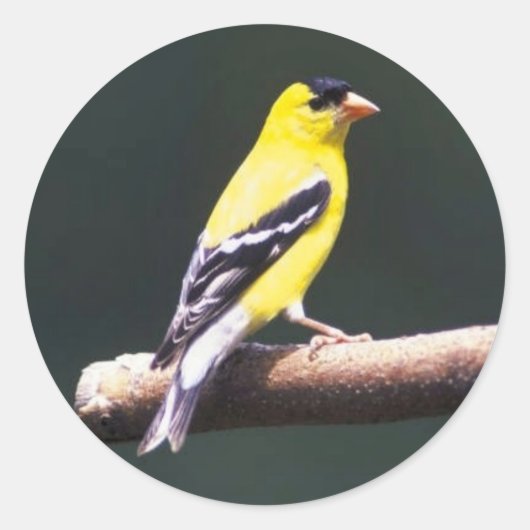 Goldfinch auf einem Baumzweig. Runder Aufkleber (Vorderseite)