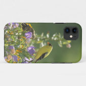 Goldfinch auf einer Harebell-Blume Case-Mate iPhone Hülle (Rückseite (Horizontal))