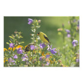 Goldfinch auf einer Harebell-Blume Fotodruck (Vorne)