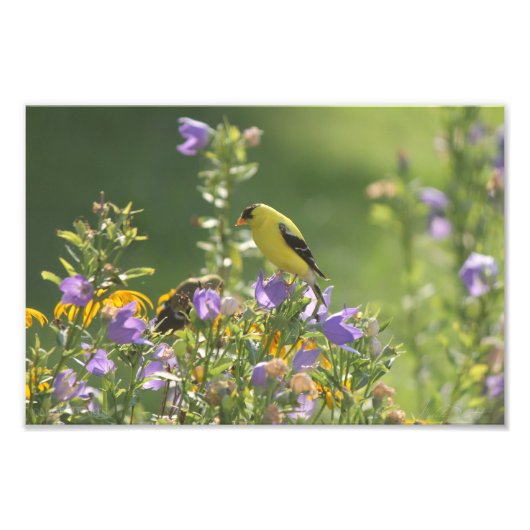 Goldfinch auf einer Harebell-Blume Fotodruck (Vorne)