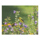 Goldfinch auf einer Harebell-Blume Fotodruck (Vorne)