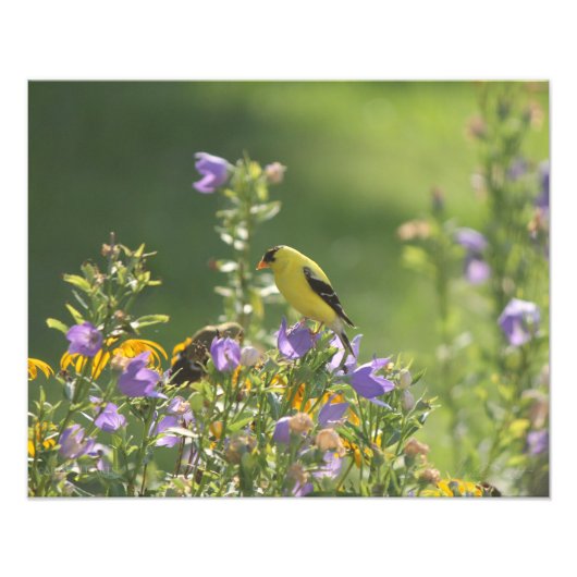 Goldfinch auf einer Harebell-Blume Fotodruck (Vorne)
