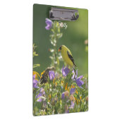 Goldfinch auf einer Harebell-Blume Klemmbrett (Rechts)