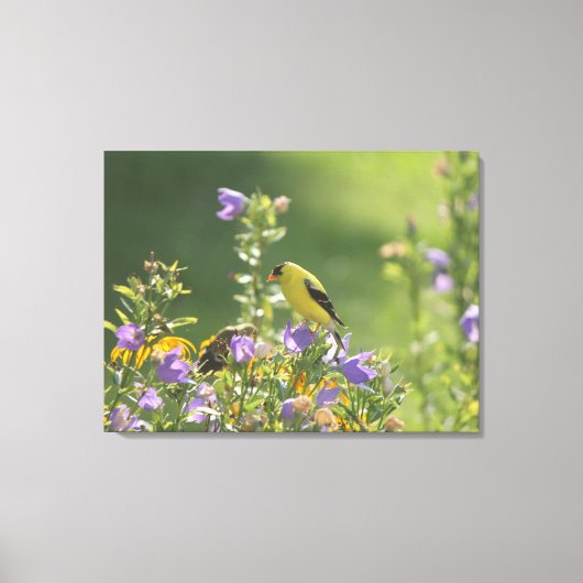 Goldfinch auf einer Harebell-Blume Leinwanddruck (Vorderseite)