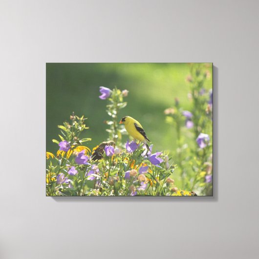 Goldfinch auf einer Harebell-Blume Leinwanddruck (Vorderseite)
