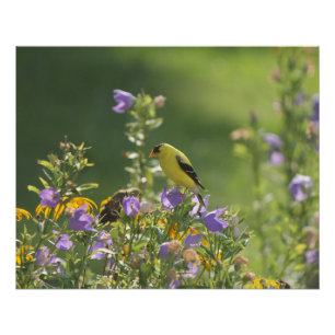 Goldfinch auf einer Harebell-Blume Poster