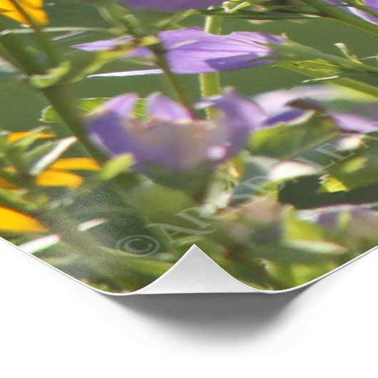 Goldfinch auf einer Harebell-Blume Poster (Ecke)