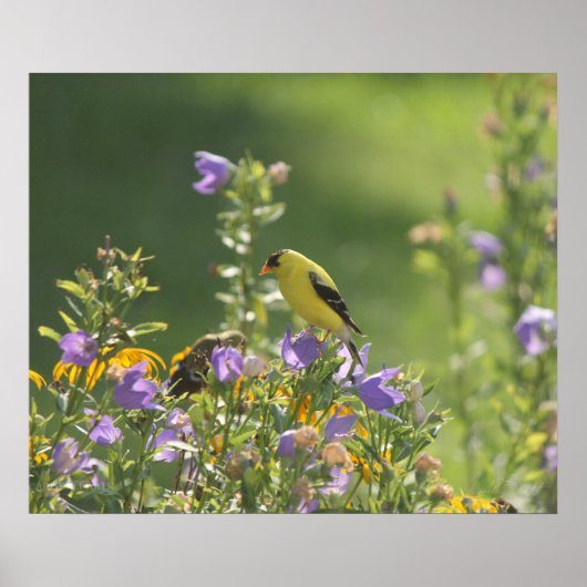 Goldfinch auf einer Harebell-Blume Poster (Vorne)