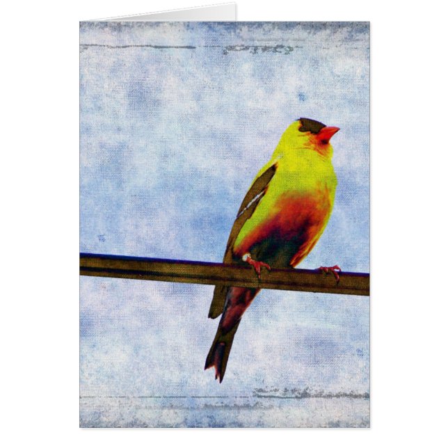 Goldfinch auf Power Line (Vorne)