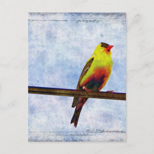 Goldfinch auf Power Line Postkarte (Vorderseite)