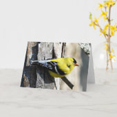 Goldfinch auf Shagbark Gruß-Karte, leeres Innere Karte (Gelbe Blume)