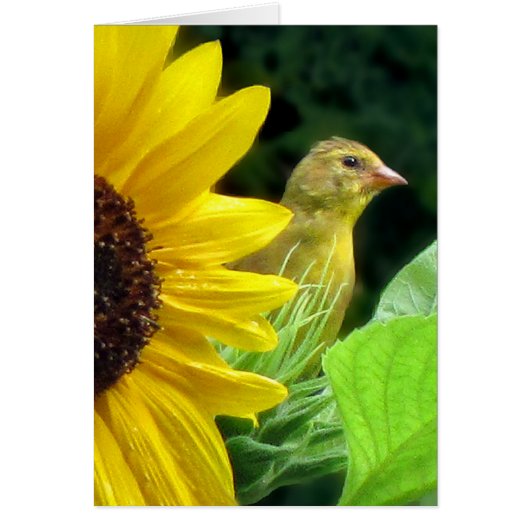 Goldfinch auf Sonnenblume (Vorne)