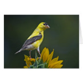 Goldfinch auf Sonnenblume (Vorderseite (Horizontal))