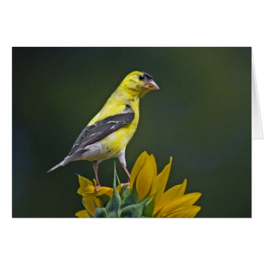 Goldfinch auf Sonnenblume (Vorderseite (Horizontal))