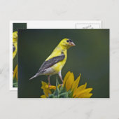 Goldfinch auf Sonnenblume Postkarte (Vorne/Hinten)