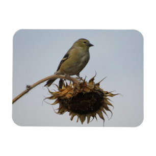 Goldfinch auf Sonnenblumenmotiv Magnet