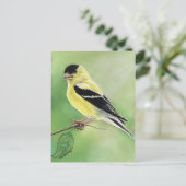 "Goldfinch" Bird Art Postkarte (Stehend Vorderseite)