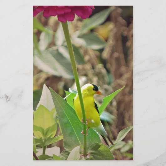 Goldfinch Briefpapier (Vorderseite)