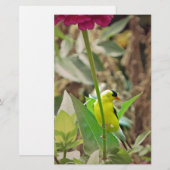 Goldfinch Briefpapier (Vorne/Hinten)