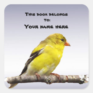Goldfinch-Buchzeichen Quadratischer Aufkleber