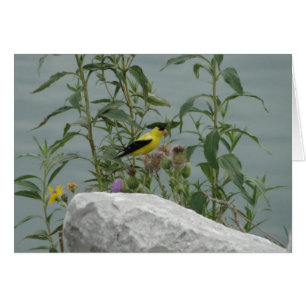 Goldfinch, Distel u. Felsen an Lakeshore