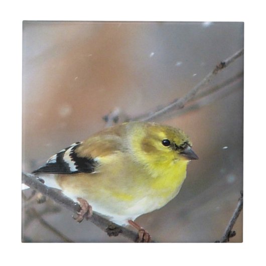 Goldfinch Fliese (Vorderseite)