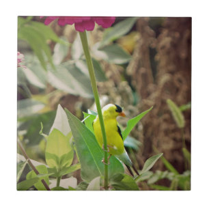 Goldfinch Fliese