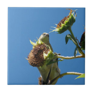 Goldfinch Fliese