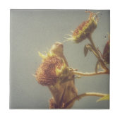 Goldfinch Fliese (Vorderseite)