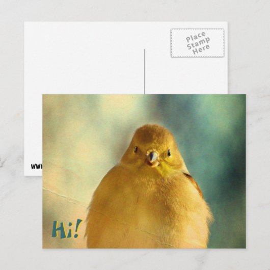 Goldfinch-Foto Postkarte (Vorne/Hinten)