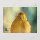 Goldfinch-Foto Postkarte (Vorderseite)