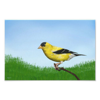 Goldfinch Fotodruck