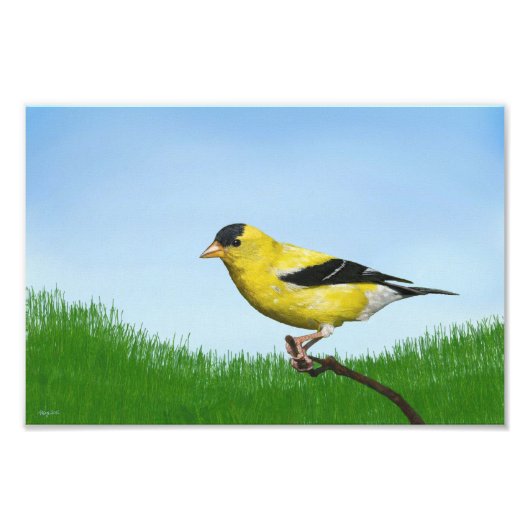 Goldfinch Fotodruck (Vorne)