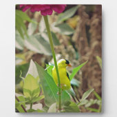 Goldfinch Fotoplatte (Vorderseite)