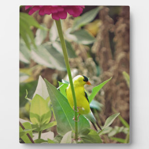 Goldfinch Fotoplatte