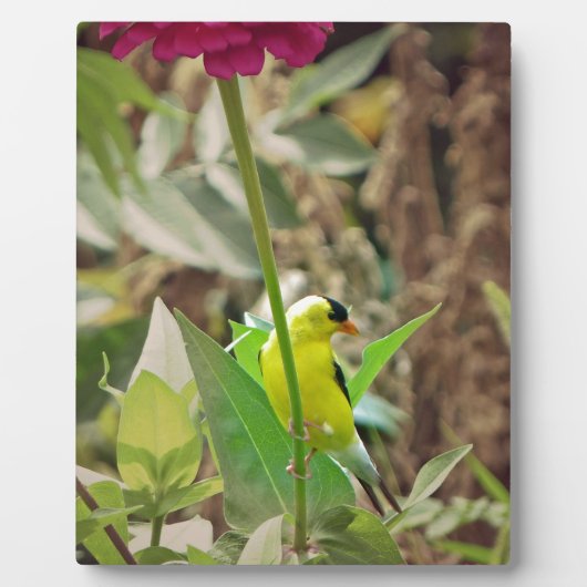 Goldfinch Fotoplatte (Vorderseite)