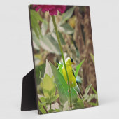 Goldfinch Fotoplatte (Seite)