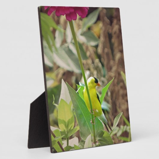 Goldfinch Fotoplatte (Seite)