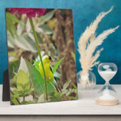 Goldfinch Fotoplatte (Seite)