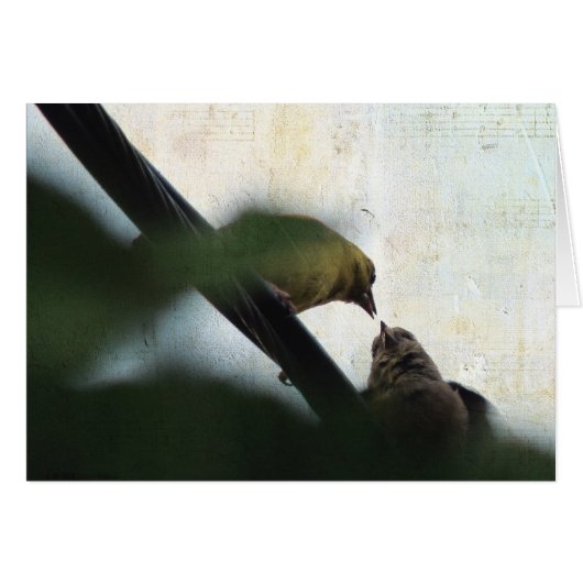 Goldfinch Füttre Chick (Vorderseite (Horizontal))