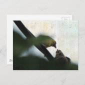 Goldfinch Füttre Chick Postkarte (Vorne/Hinten)
