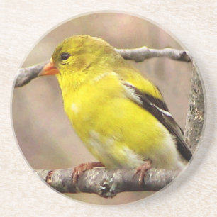 Goldfinch Getränkeuntersetzer