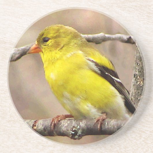 Goldfinch Getränkeuntersetzer (Vorne)