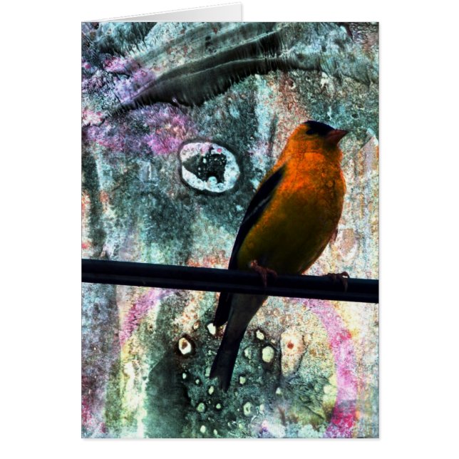 Goldfinch Grunge (Vorne)