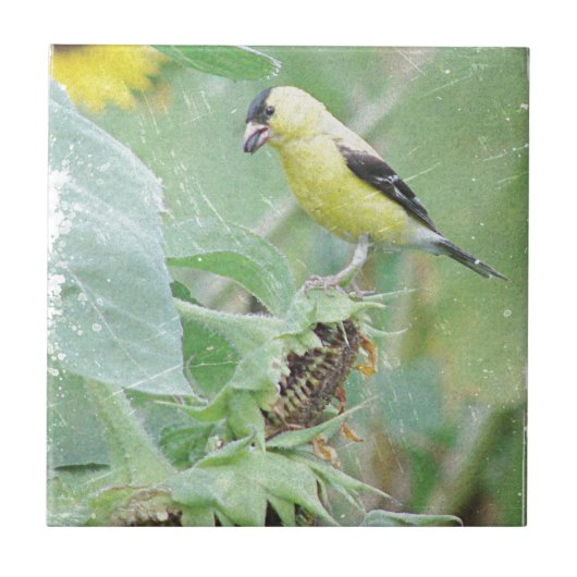 Goldfinch Grunge Fliese (Vorderseite)