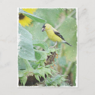 Goldfinch Grunge Postkarte