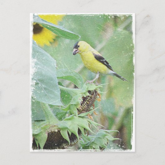 Goldfinch Grunge Postkarte (Vorderseite)
